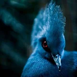 Портрет Наталья Юрай