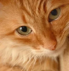 Портрет Александер Ковешников