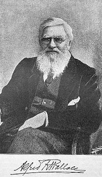 Портрет Альфред Рассел Уоллес