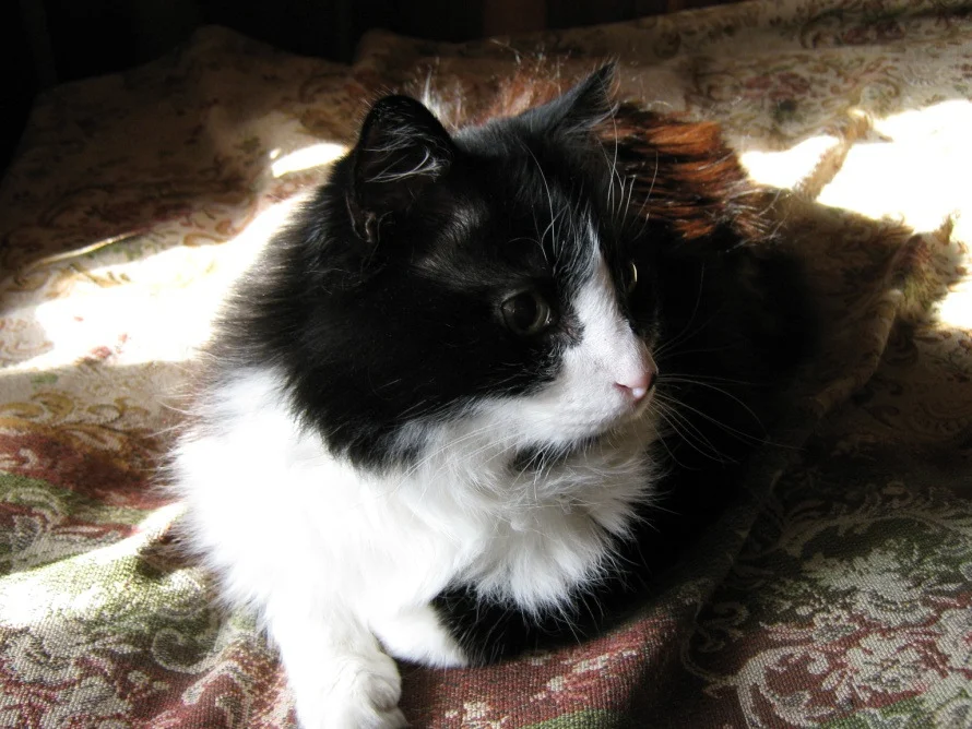 Обложка Колокол души одинокого «Человека»