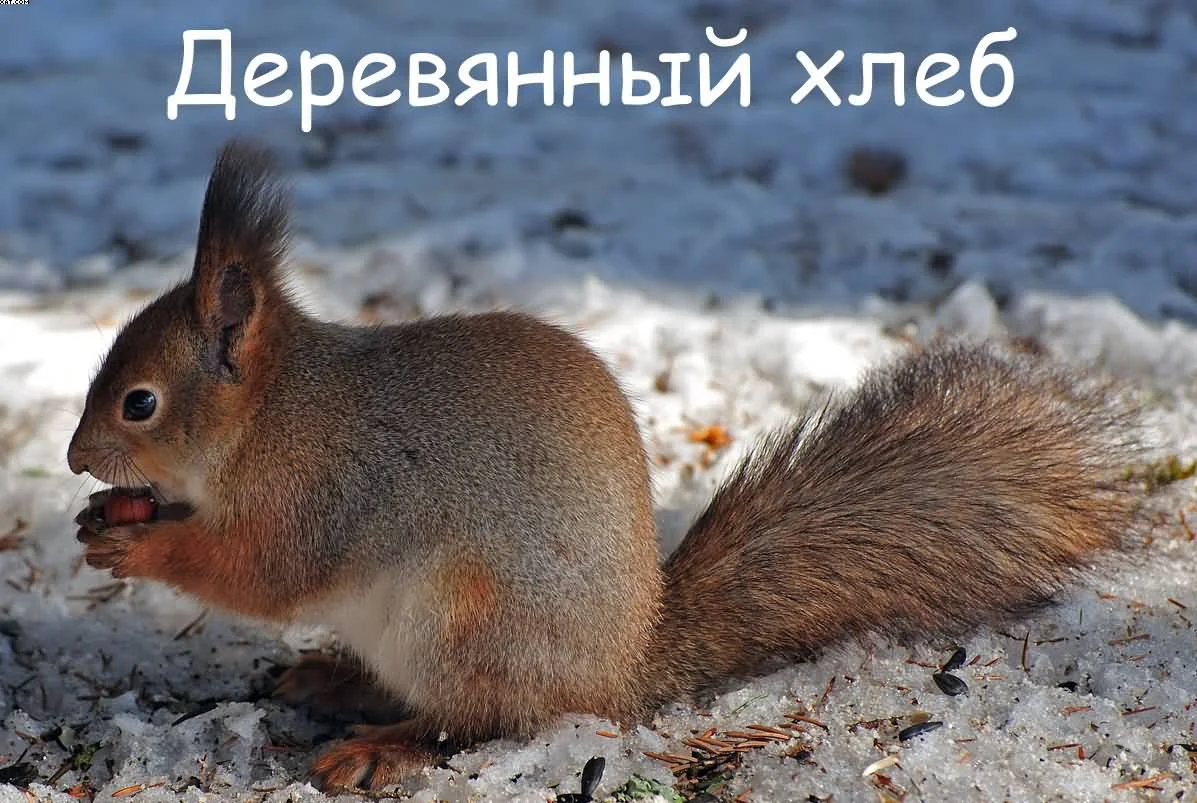 Обложка Деревянный хлеб. Части 1-4