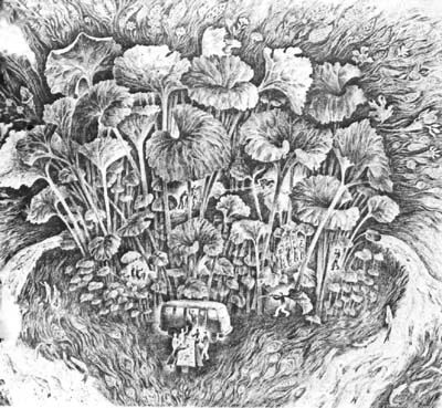 Обложка Хлопковое дерево