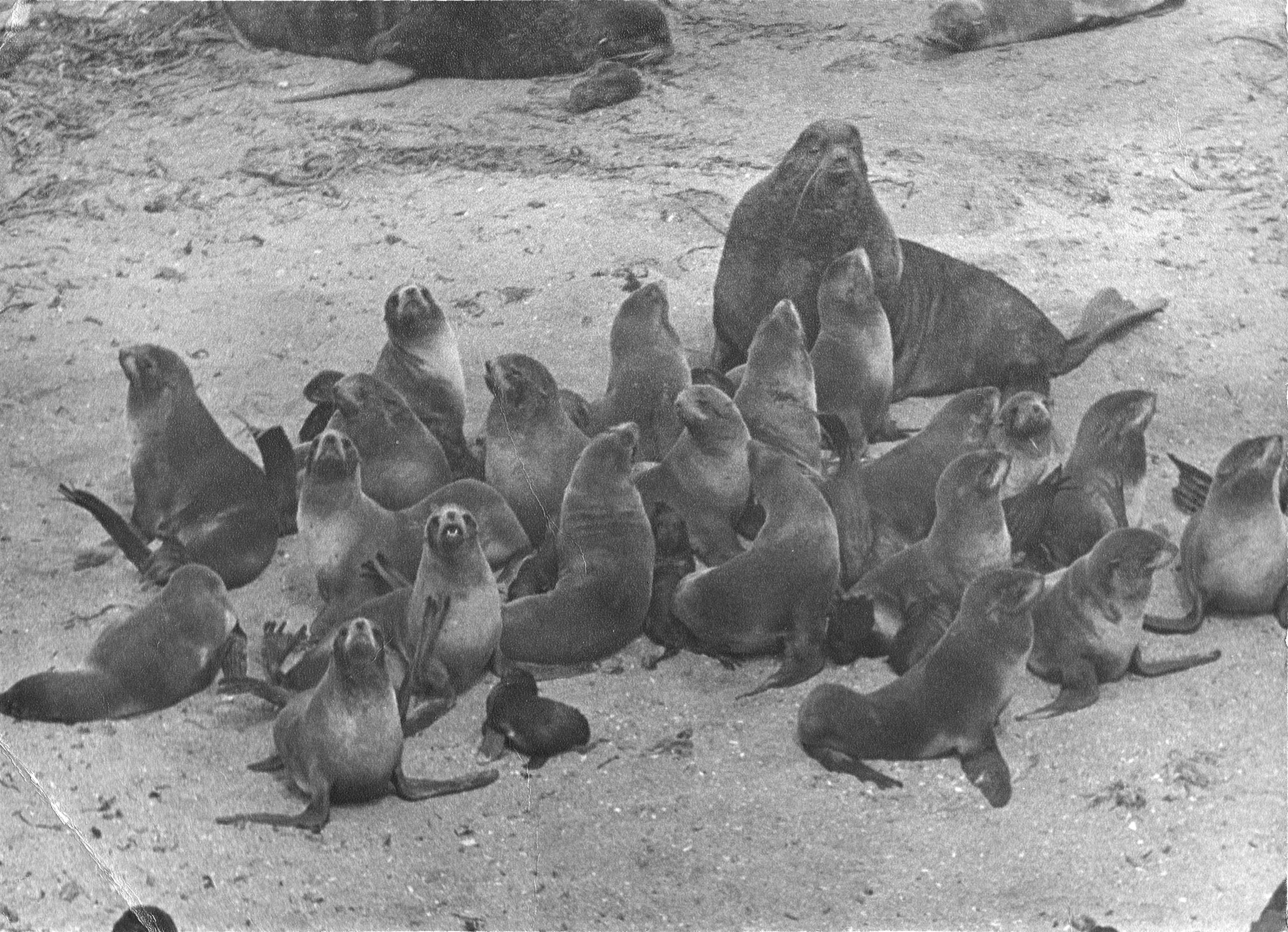 Обложка Дикие собаки