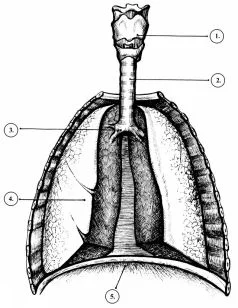 Обложка Вокальный букварь