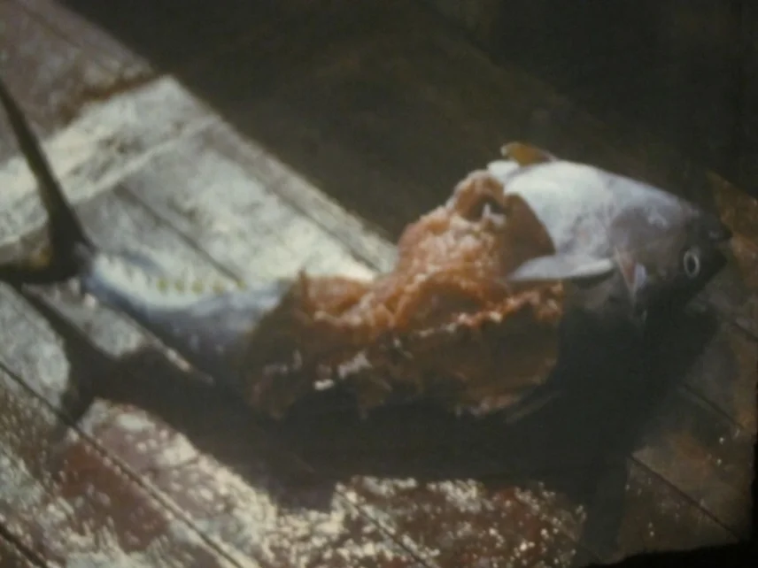 Обложка Морские телята