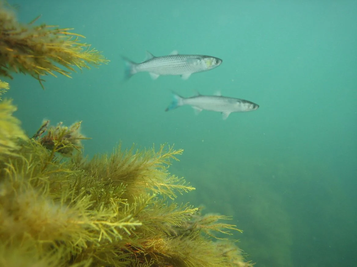 Обложка Шаланды полные кефали....