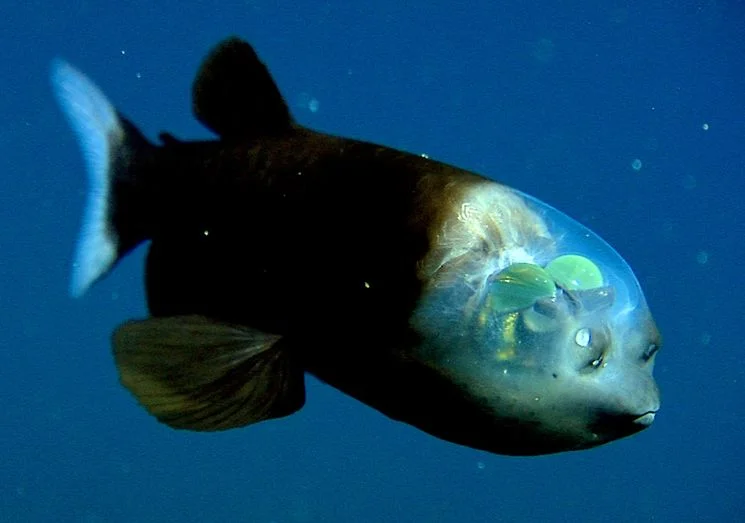 Обложка Глубоководное чудо дивное