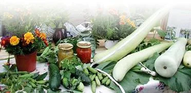 Обложка Дыни, тыквы, кабачки, патиссоны