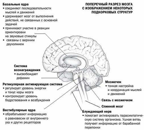 Обложка Мозг, исцеляющий себя. Реальные истории людей, которые победили болезни, преобразили свой мозг и обнаружили способности, о которых не подозревали