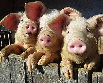 Обложка Все о свиноводстве