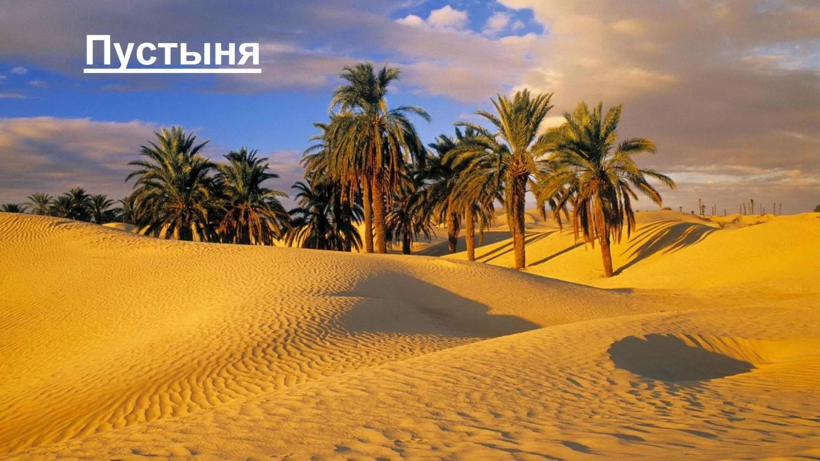 Обложка Пустыня