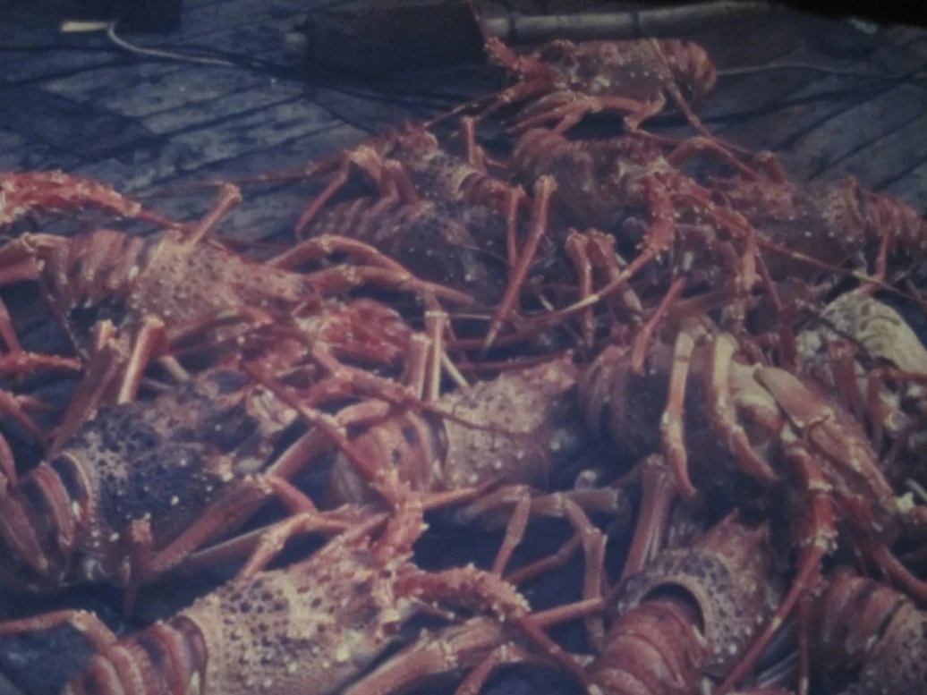 Обложка Морские раки