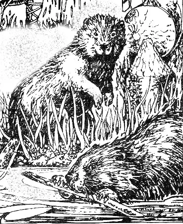 Обложка Руди и Фро