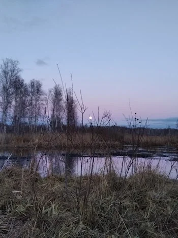 Обложка Утиная охота