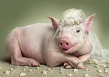 Обложка Аномалии поведения свиней