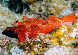 Обложка Обитатели морей – красавицы и чудовища