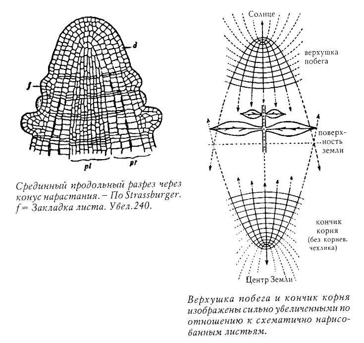 Обложка Образ человека как основа искусства врачевания - Том I. Анатомия и физиология
