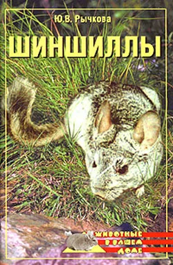 Обложка Шиншиллы