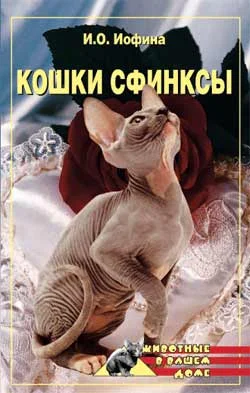 Обложка Кошки – сфинксы