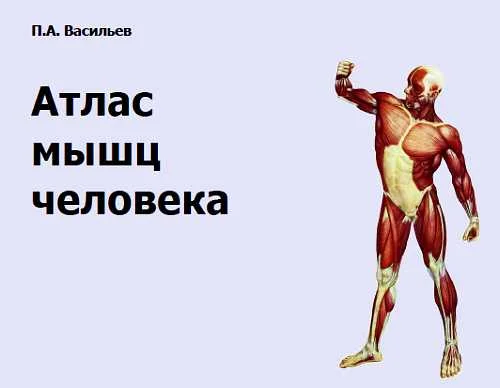 Обложка Атлас мышц человека