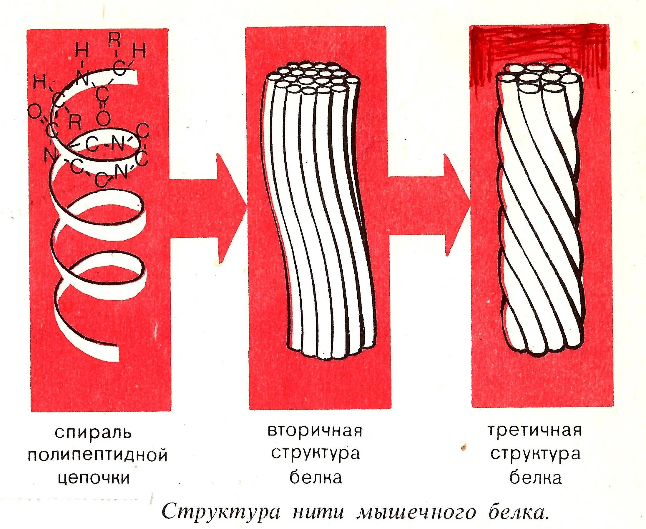Обложка Можно ли исчерпать энергию, которой питается сердце? (СИ)