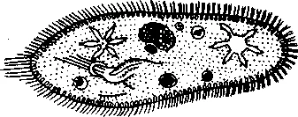 Обложка Думают ли животные?