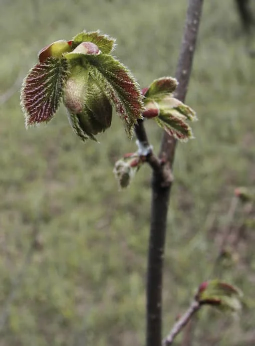 Обложка Очерствели?