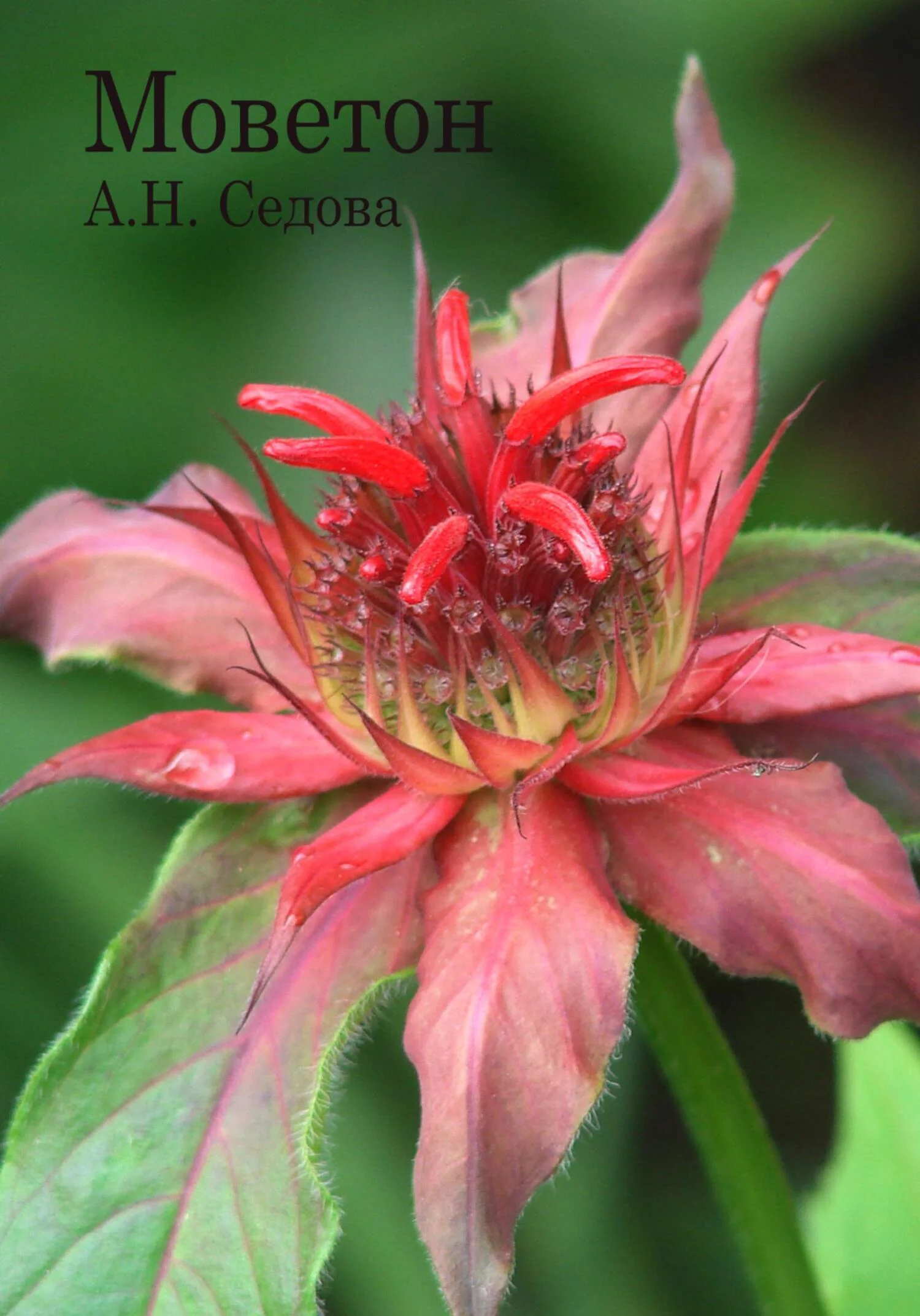 Обложка Моветон