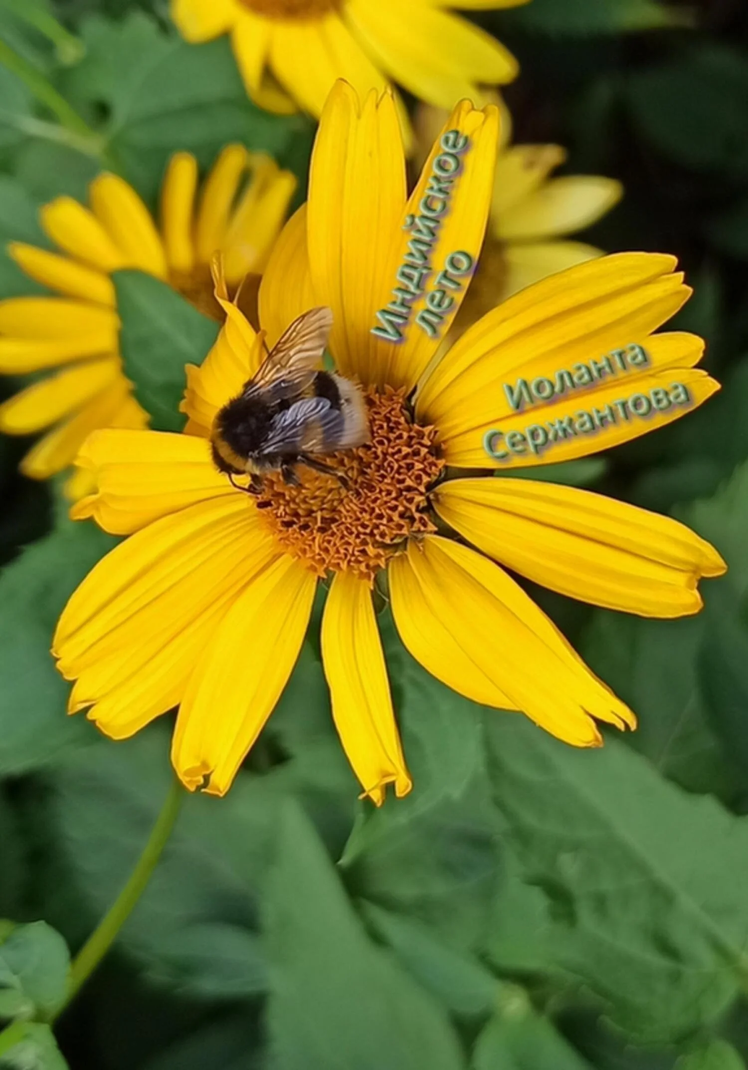 Обложка Индийское лето