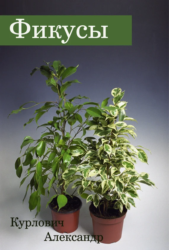 Обложка Фикусы