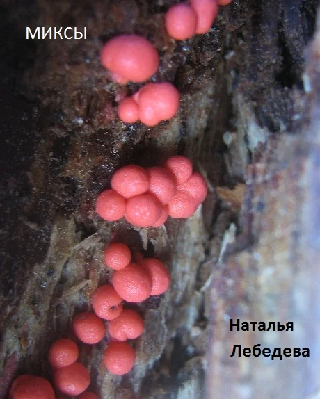 Обложка Миксы