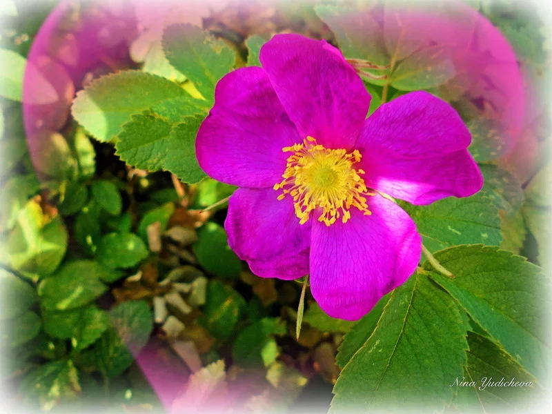 Обложка Танго одной ночи