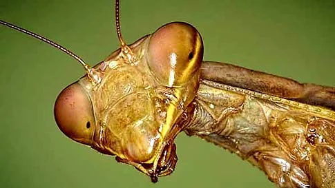 Обложка Съеденный супруг, или Штрихи к портрету хищного святоши