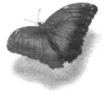 Обложка Все еще здесь. Приятие перемен, старения и смерти