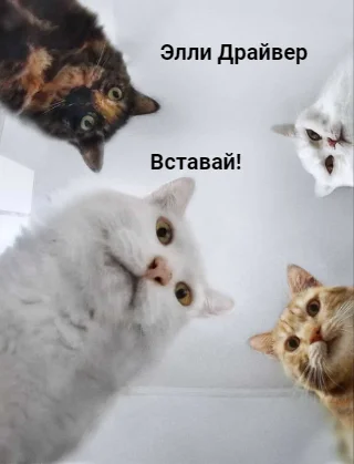 Обложка Вставай!