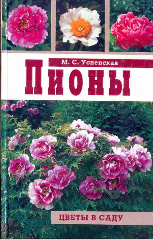 Обложка Пионы