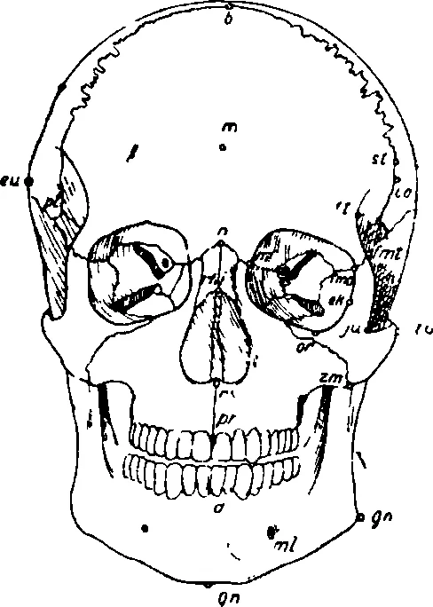 Обложка Определение пола и возраста по черепу