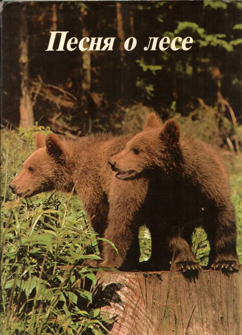 Обложка Песня о лесе