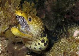 Обложка Загадочные мурены