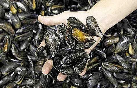 Обложка Обыкновенная мидия