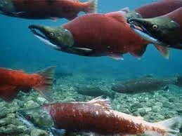 Обложка Жизнь и смерть лососевых рыб на окраинах нашей родины