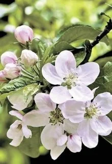 Обложка Яблони в цвету