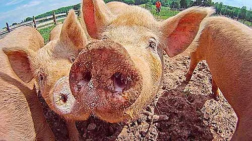 Обложка Групповое содержание свиней