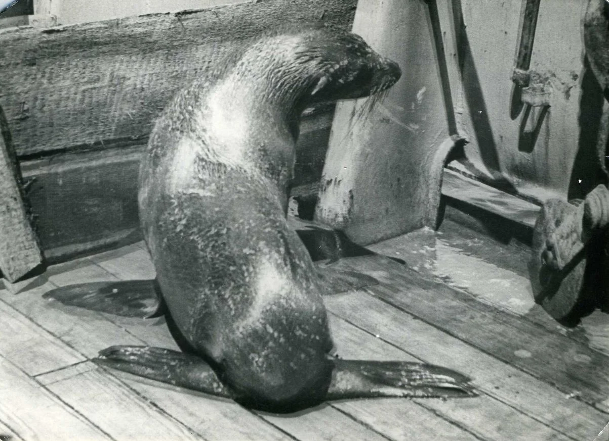 Обложка Нежданные встречи и курьезы на море и на суше