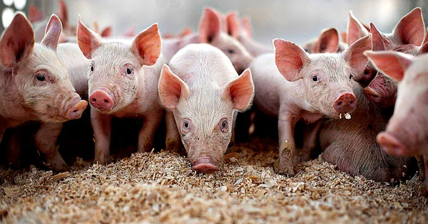 Обложка Содержание свиньи