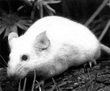 Обложка Мыши