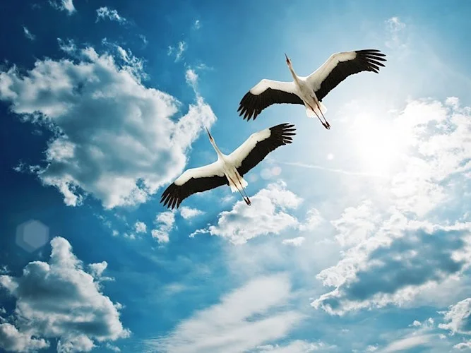 Обложка Приложение к трилогии книг: «Аватар с Земли», «Родомысл» и «Демиург истории».