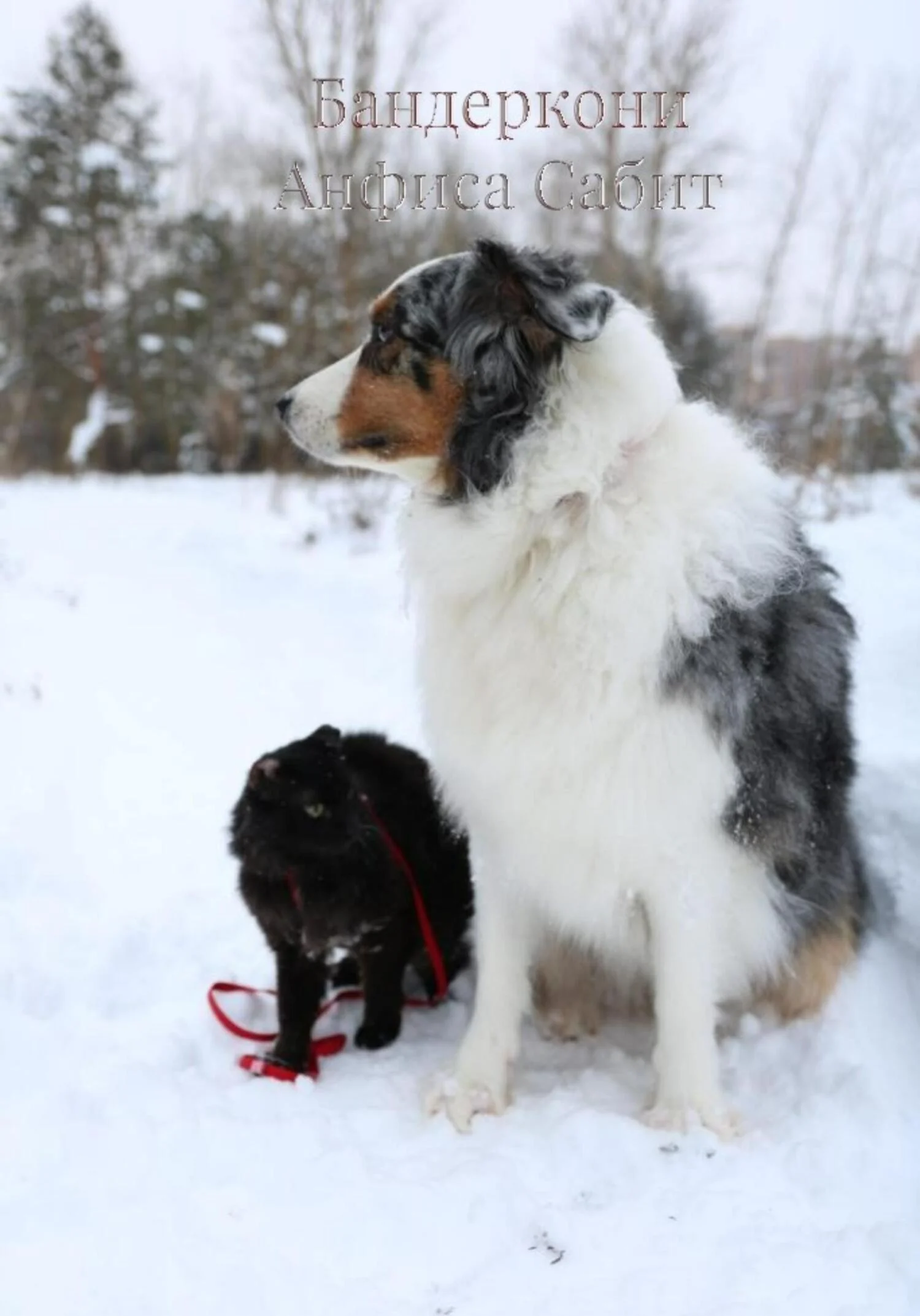 Обложка Бандеркони