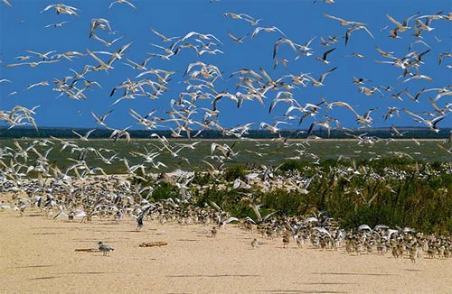 Обложка Загадочный и удивительный залив Сиваш