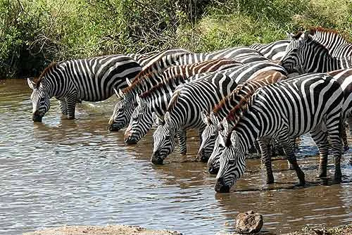 Обложка Конь в полоску